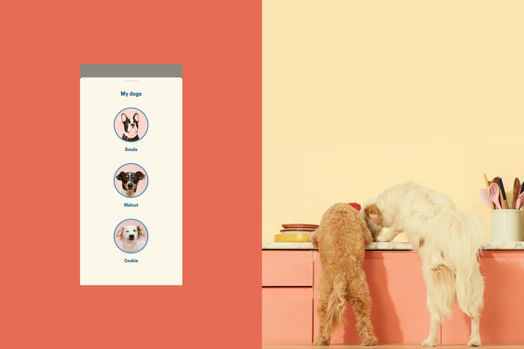 Butternut Box Reaktor